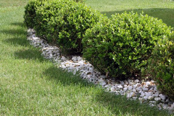 Boxwood Planting in Elk River