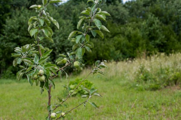 Apple Tree Planting in Elk River